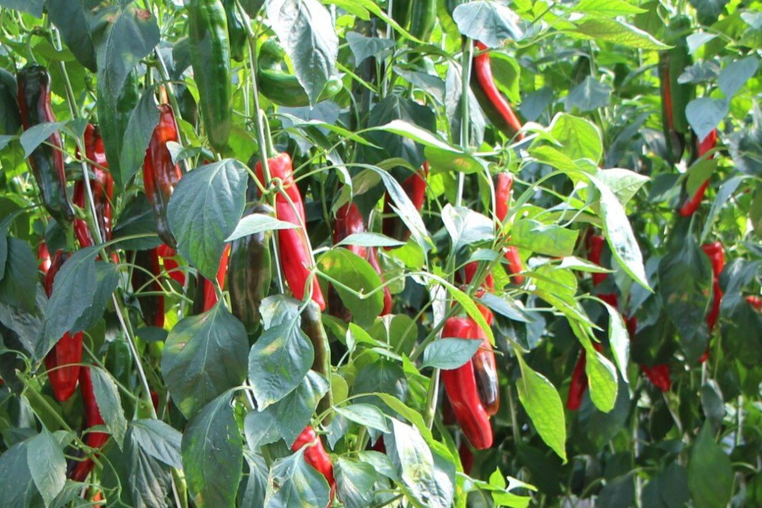 Pepper crop inside a greenhouse in Almería, from an on-site study